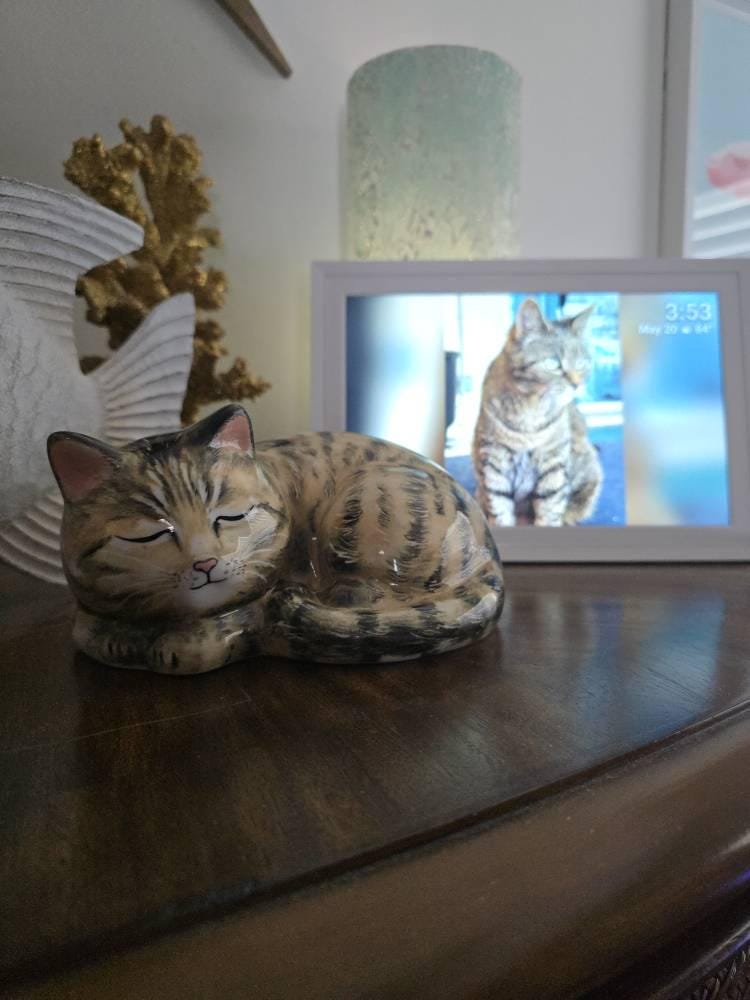 What Is Kitten Season? Why Shelters Fill Up in July and How to Help