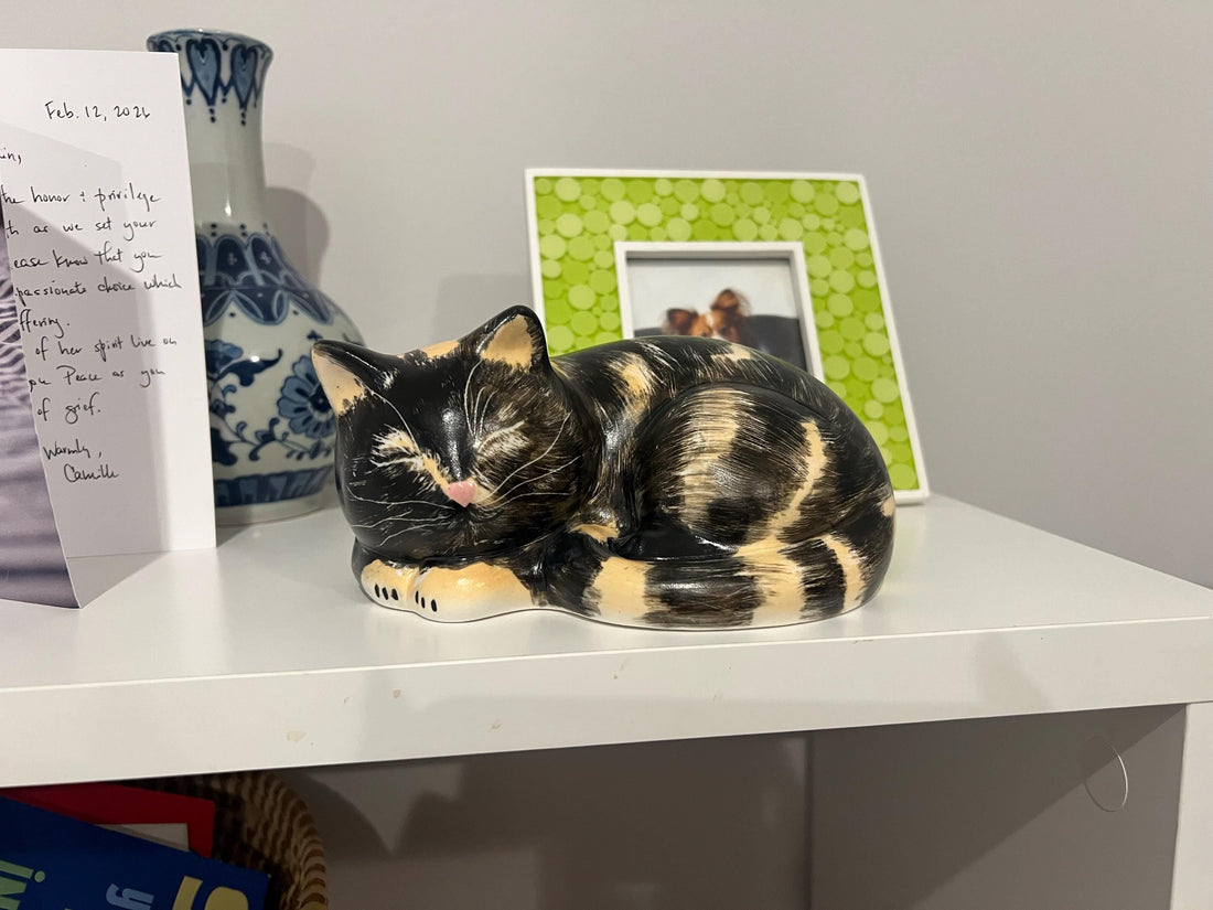 Cat Sleeping Positions Explained: What Your Cat's Sleep Really Means